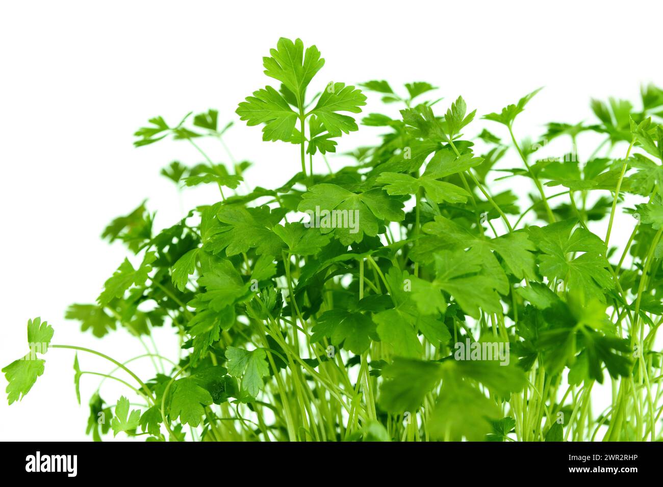 Fresh green Parsley isolated on white background Stock Photo - Alamy