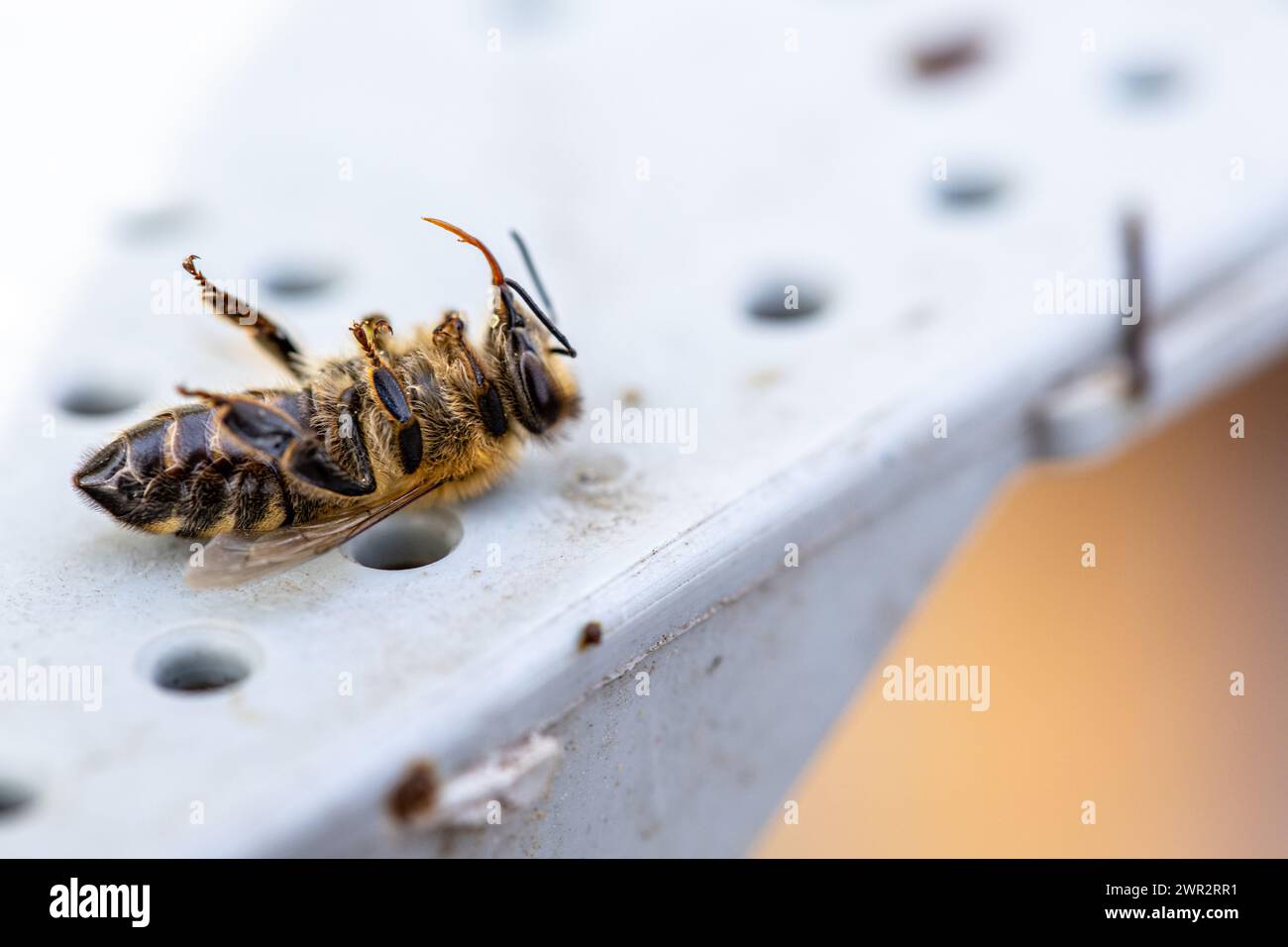 dead bee lies motionless on its back with folded wings At the threshold of the hive Stock Photo
