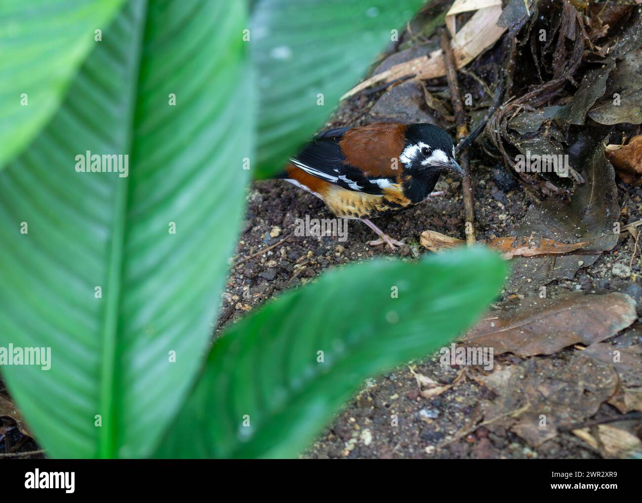 Thrush with rich brown back, forages on the forest floor in Europe, Asia, or Africa. Stock Photo