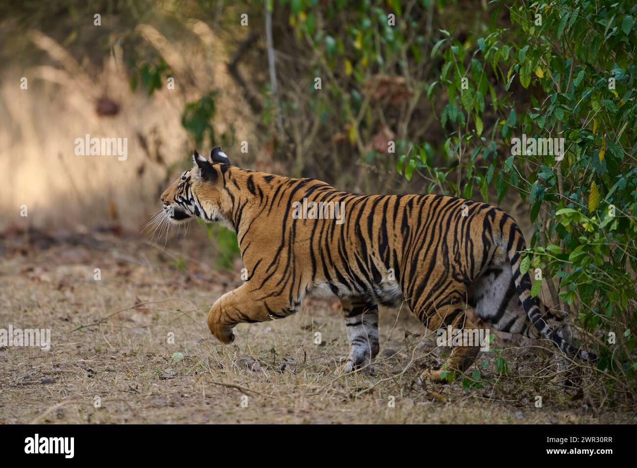 Bengal tiger stalking, Bandhavgarh National Park, India, February 2024 Stock Photo
