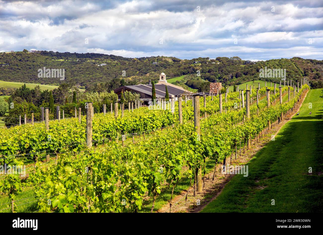 Grape vines at the Tantalus Estate vineyards in the Onetangi Valley, Waiheke Island, Aotearoa / New Zealand.  Waiheke Island is known as New Zealand’s Stock Photo