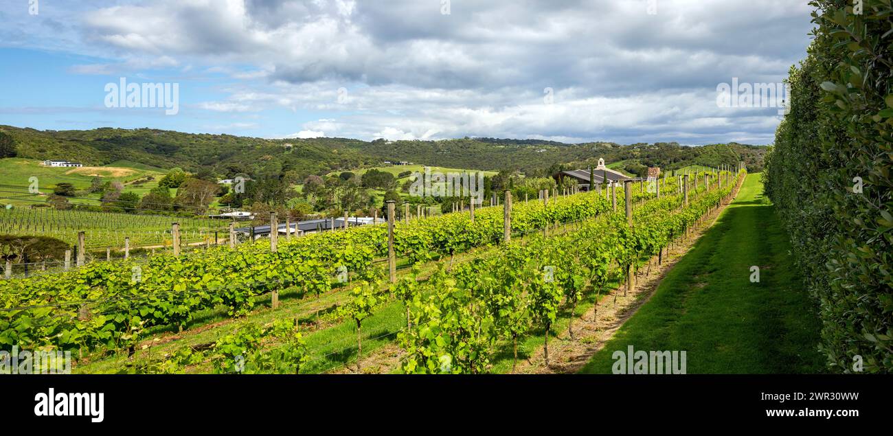 Grape vines at the Tantalus Estate vineyards in the Onetangi Valley, Waiheke Island, Aotearoa / New Zealand.  Waiheke Island is known as New Zealand’s Stock Photo