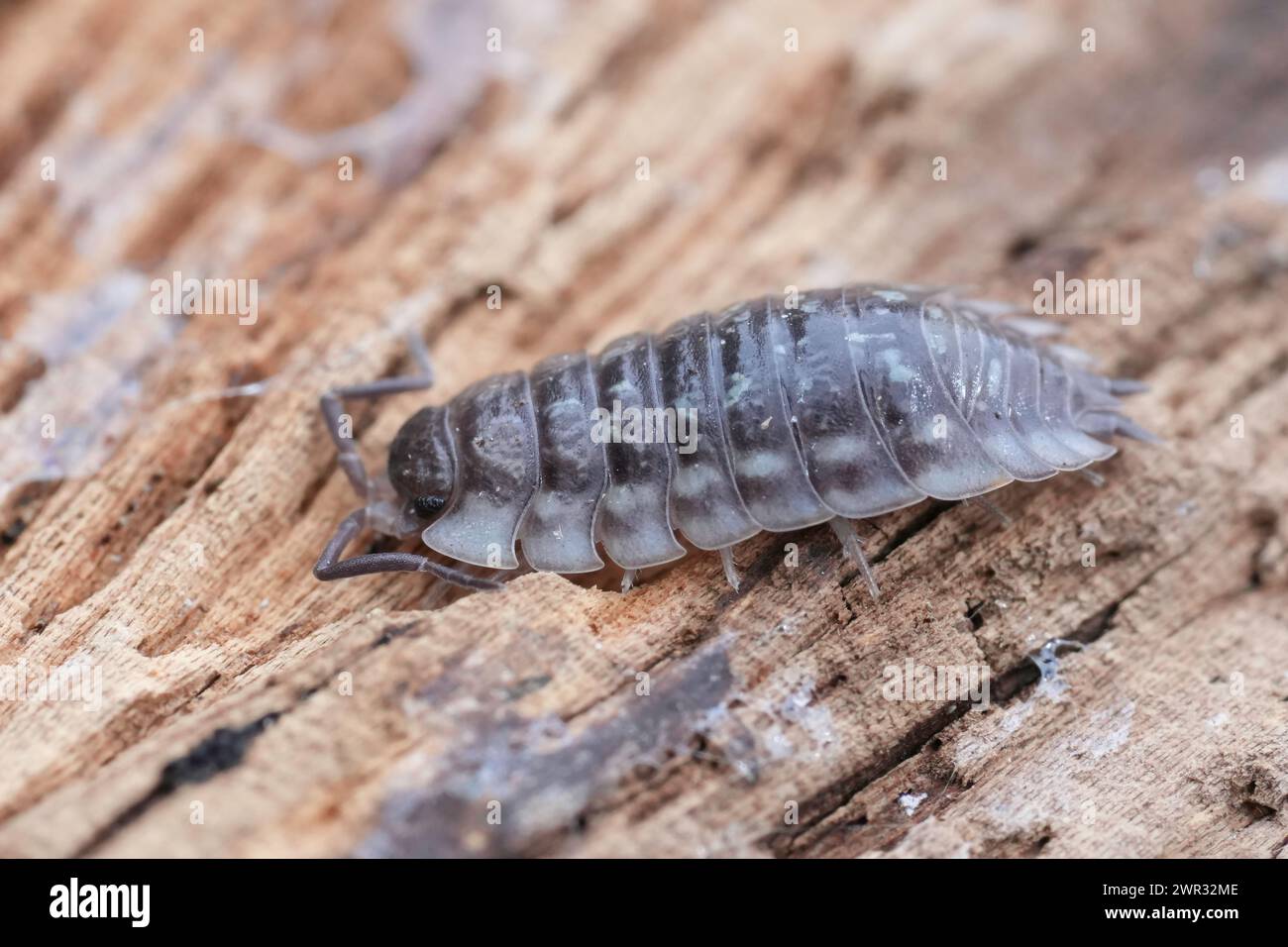 Natural closeup on a common shiny woodlouse, Oniscus asellus sitting on wood Stock Photo