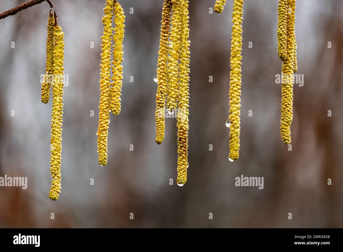 Haslenpollen hägen, während es regnet, von den Bäume. Für Allergiker ist dies gutes Wetter. (Rapperswil-Jona, Schweiz, 25.02.2023) Stock Photo