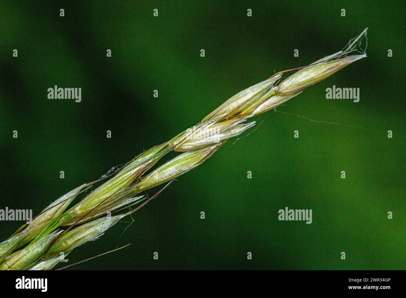 Bromus arvensis Stock Photo