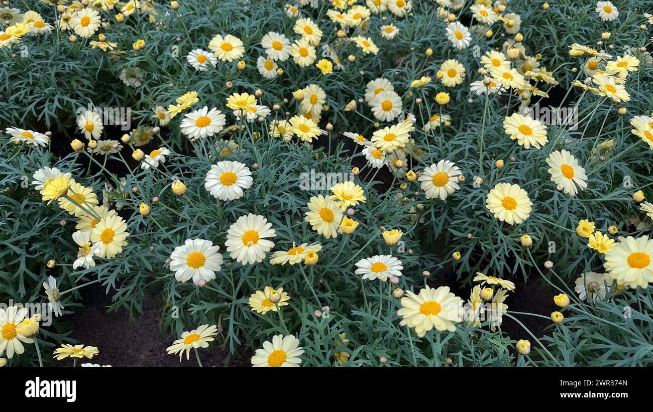 Group of potted white and yellow daisy flowers Stock Photo - Alamy