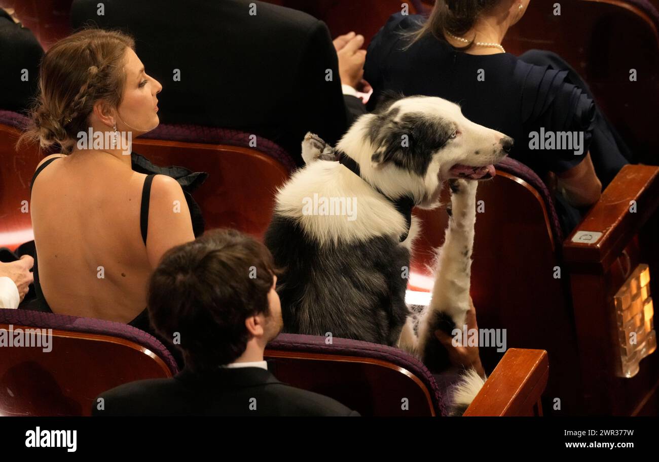 Messi the dog from the film "Anatomy of a Fall" appears in the audience(02)