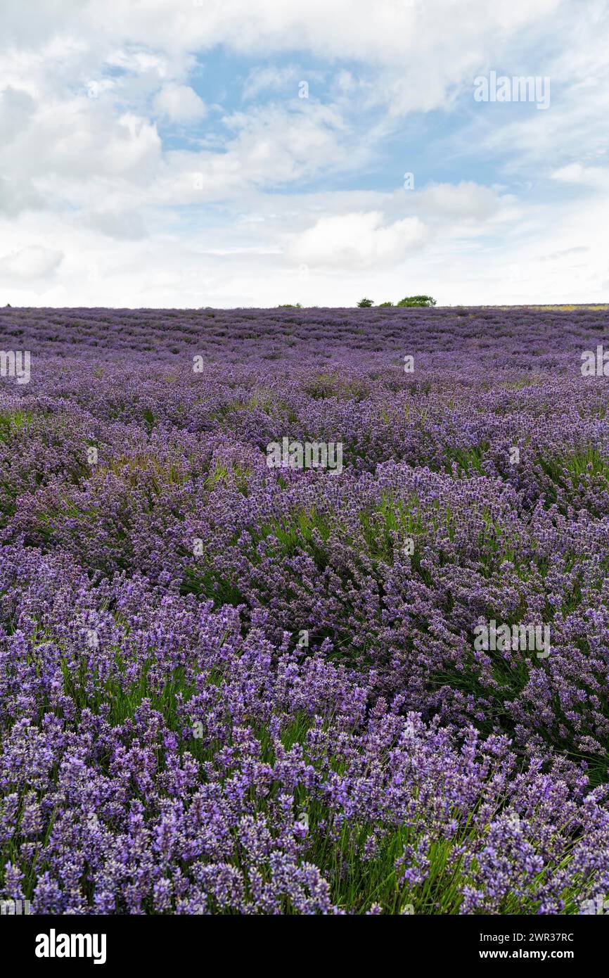 Lavender (Lavandula), lavender field on a farm, Cotswolds Lavender ...