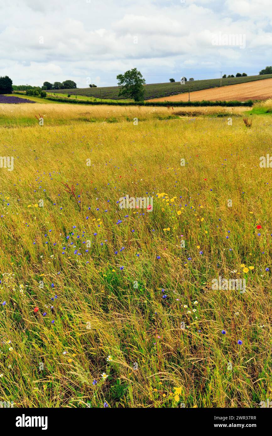 カシニョール 、【BUNCH OF FLOWERS IN MEADOW】 Vibrant Summer Meadow Filled Blooming Wildflowers Stock