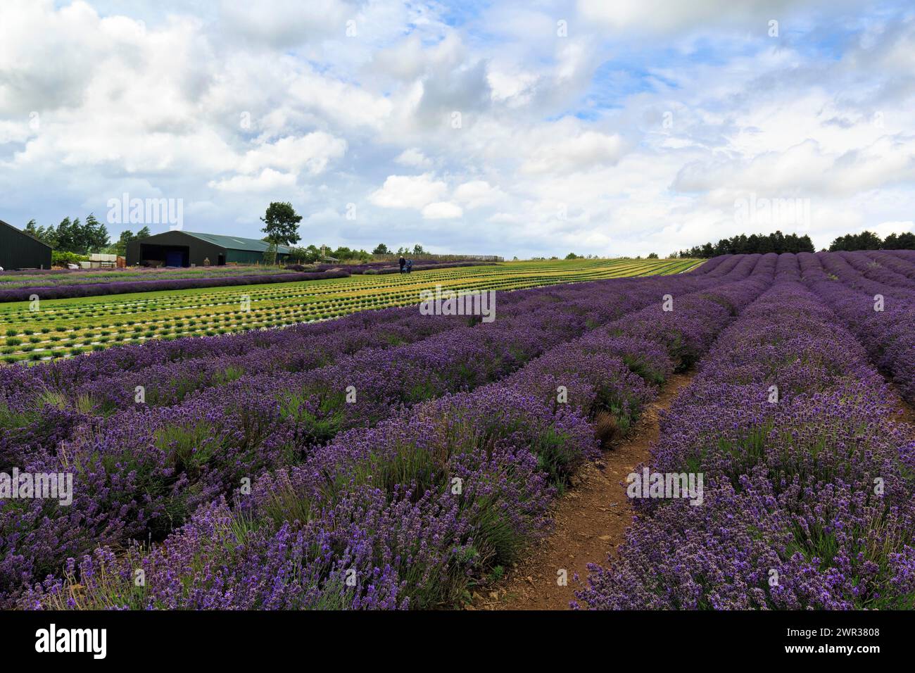 Lavender Lavandula Lavender Field On A Farm Cotswolds Lavender lavender-lavandula-lavender-field-on-a-farm-cotswolds-lavender