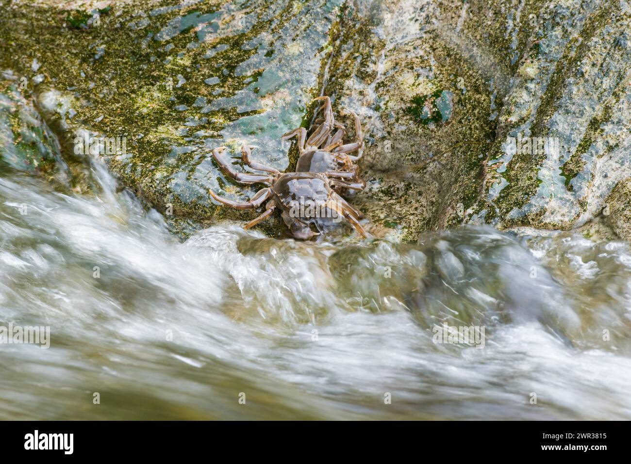 Two chinese mitten crab (Eriocheir sinensis), invasive species, neozoon, crabs, young animals cling to a rock on their migration upstream, flowing Stock Photo