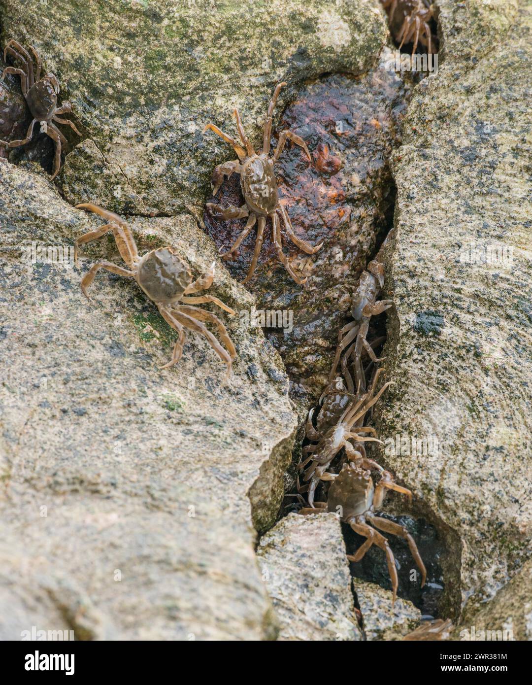 Many chinese mitten crab (Eriocheir sinensis), invasive species, neozoon, crabs, juveniles, hiding in a narrow crack between stones and crawling over Stock Photo