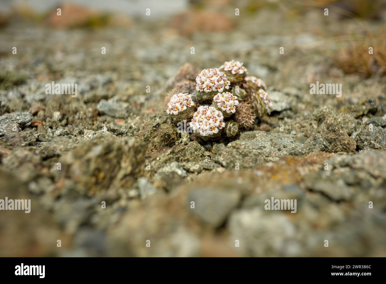 Tiny flowers of Nassauvia lagascae, a plant in the harsh Patagonia, Perito Moreno National Park, Argentina Stock Photo