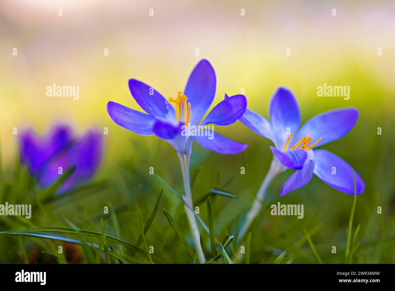 Vibrant purple crocus flowers hi-res stock photography and images - Alamy
