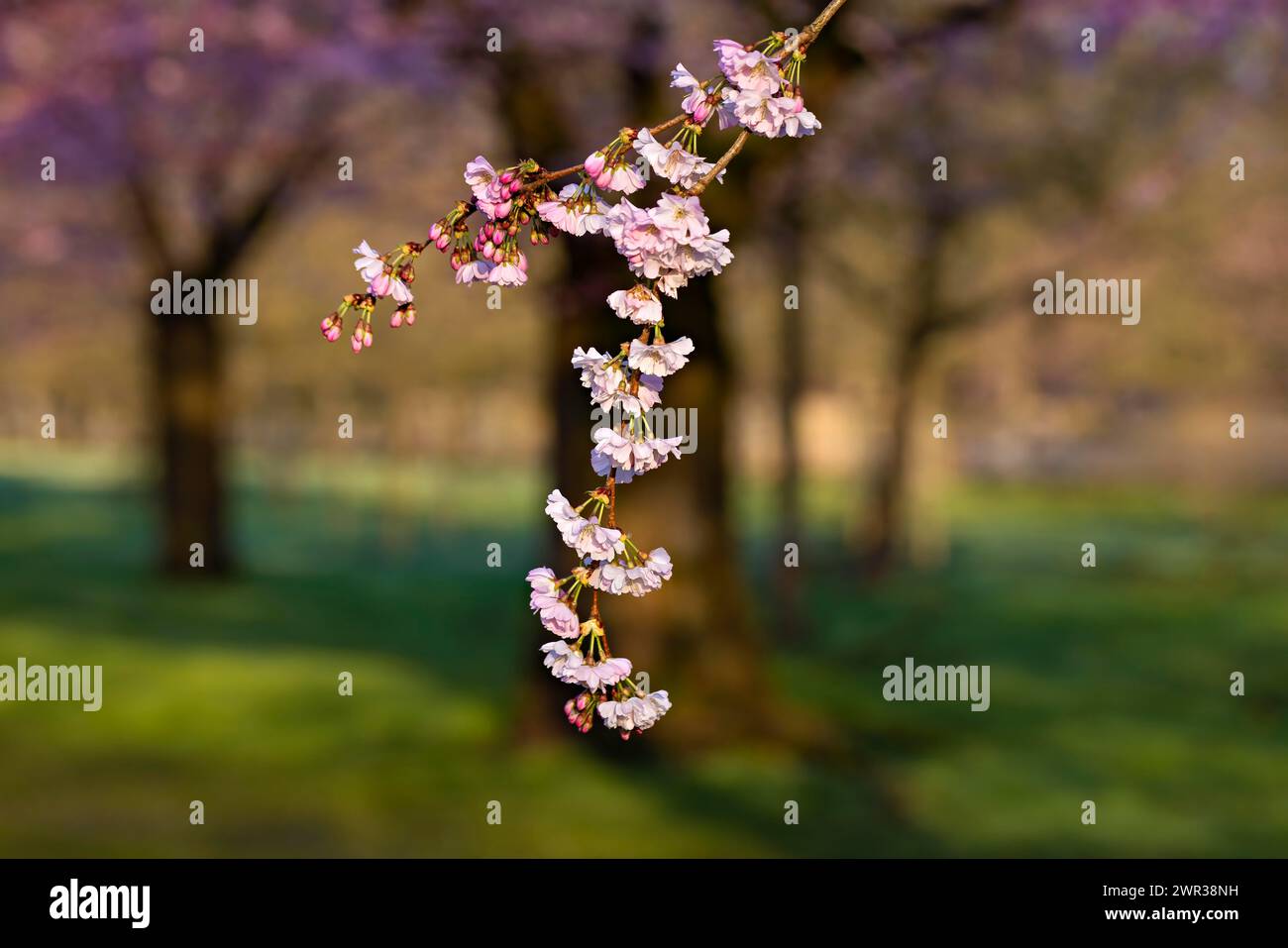 Soft focus on cherry blossom hi-res stock photography and images - Alamy