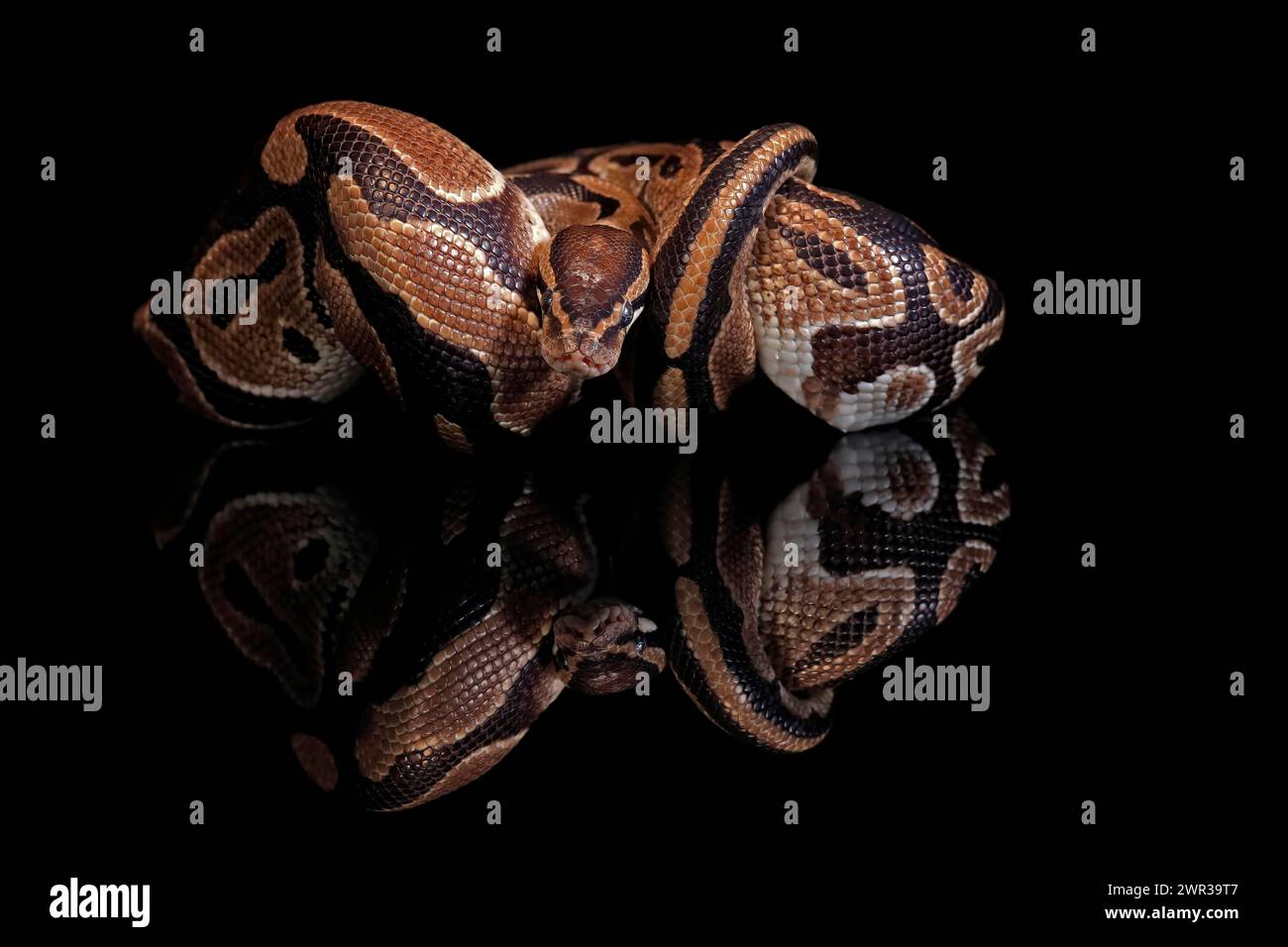 King python, (Python regius), adult, resting, captive, Central Africa, West Africa Stock Photo