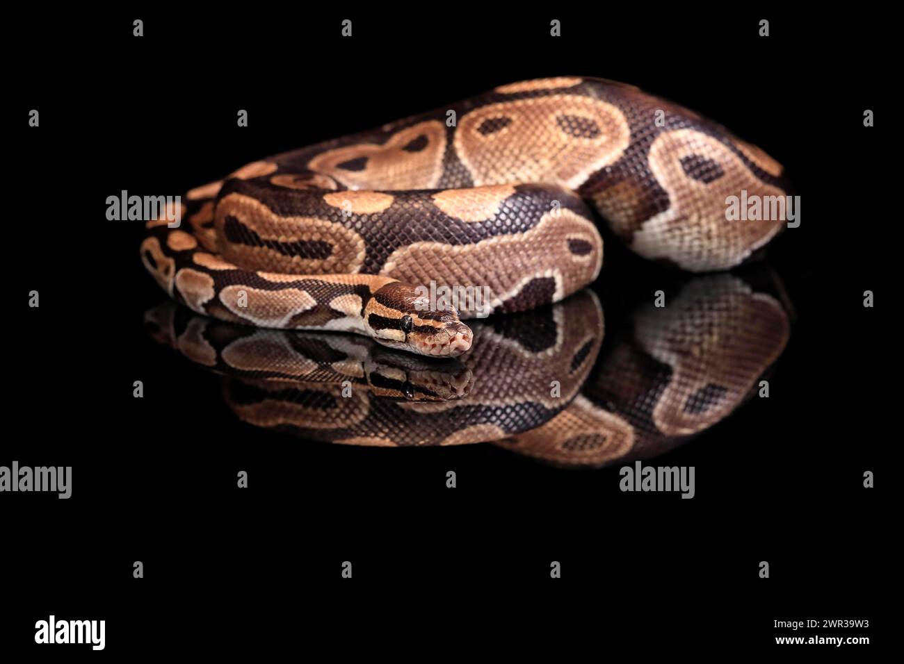 King python, (Python regius), adult, resting, captive, Central Africa, West Africa Stock Photo