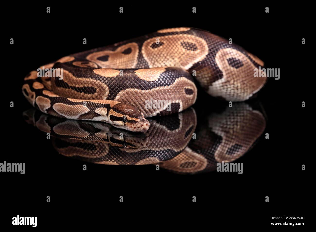 King python, (Python regius), adult, resting, captive, Central Africa, West Africa Stock Photo