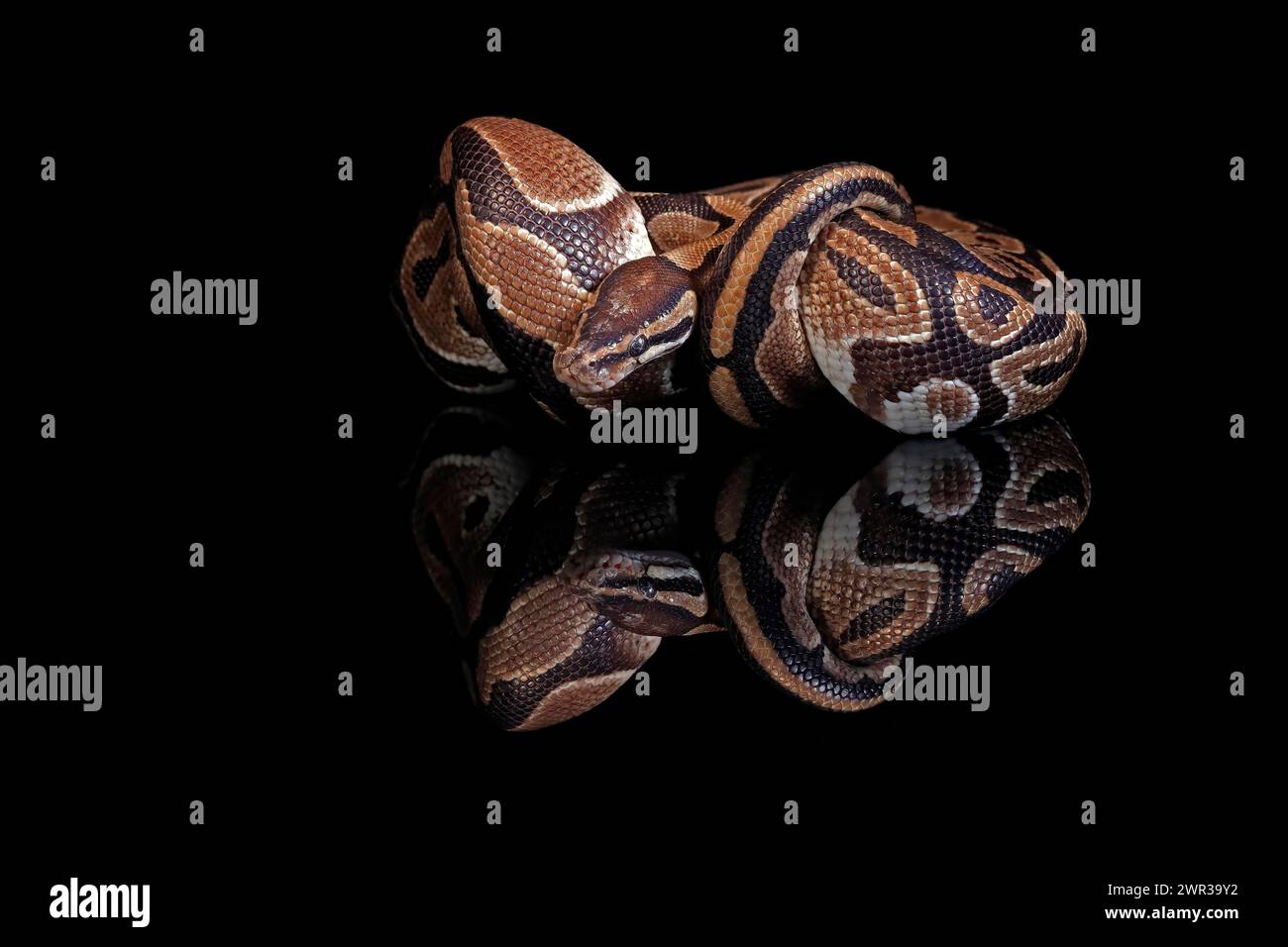 King python, (Python regius), adult, resting, captive, Central Africa, West Africa Stock Photo