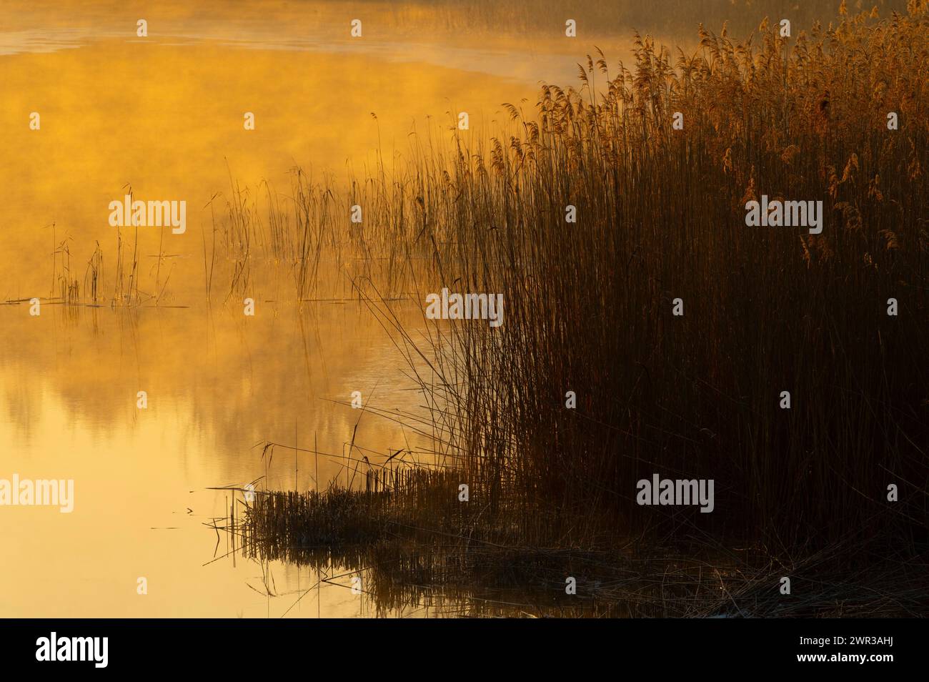 Riparian forest, morning mood, ice, water, reeds, Lower Austria Stock Photo