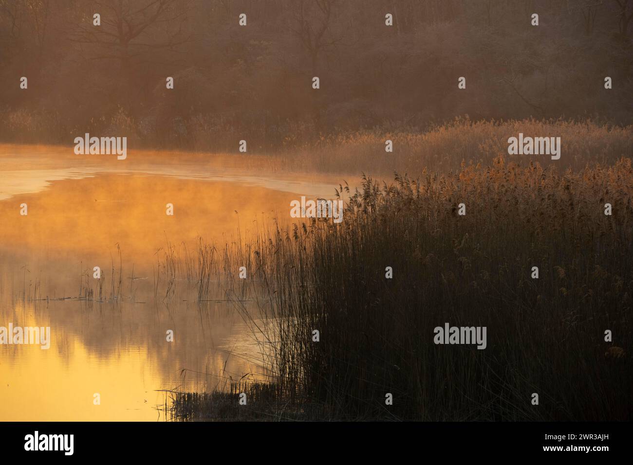 Riparian forest, morning mood, ice, water, reeds, Lower Austria Stock Photo
