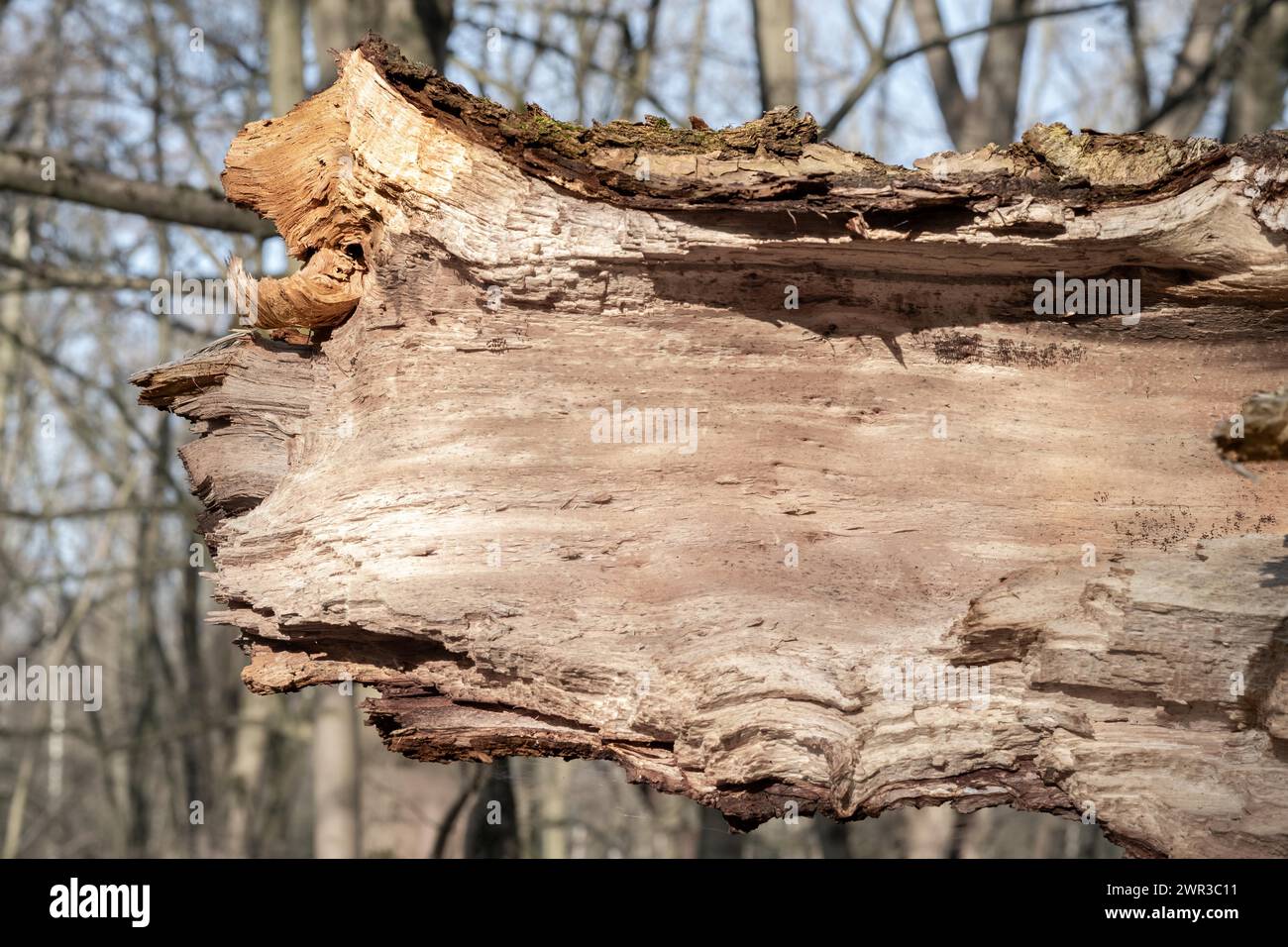 Macro image of brittle, decaying deadwood Stock Photo