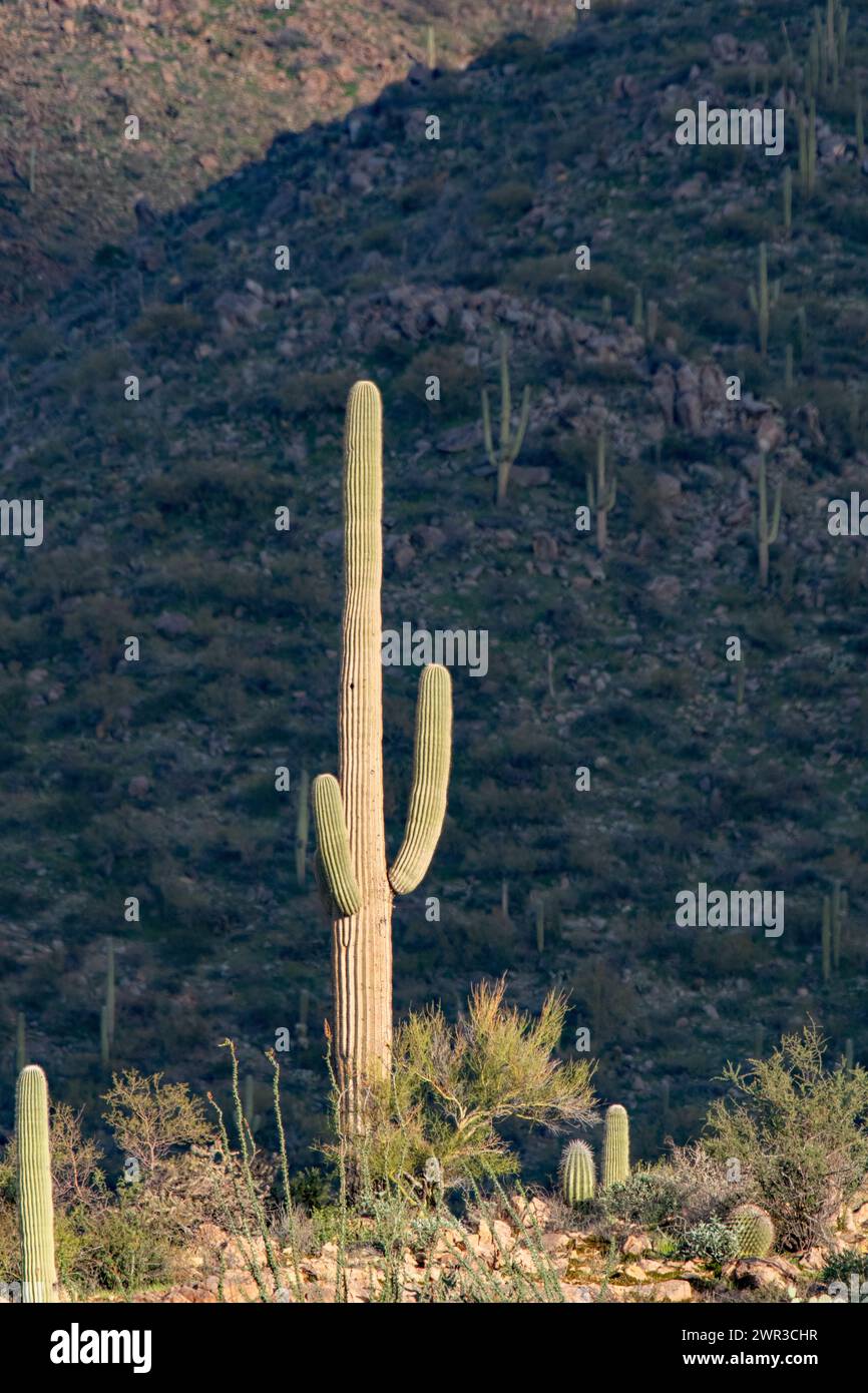 Saguaro cactus (Carnegiea gigantea) Stock Photo
