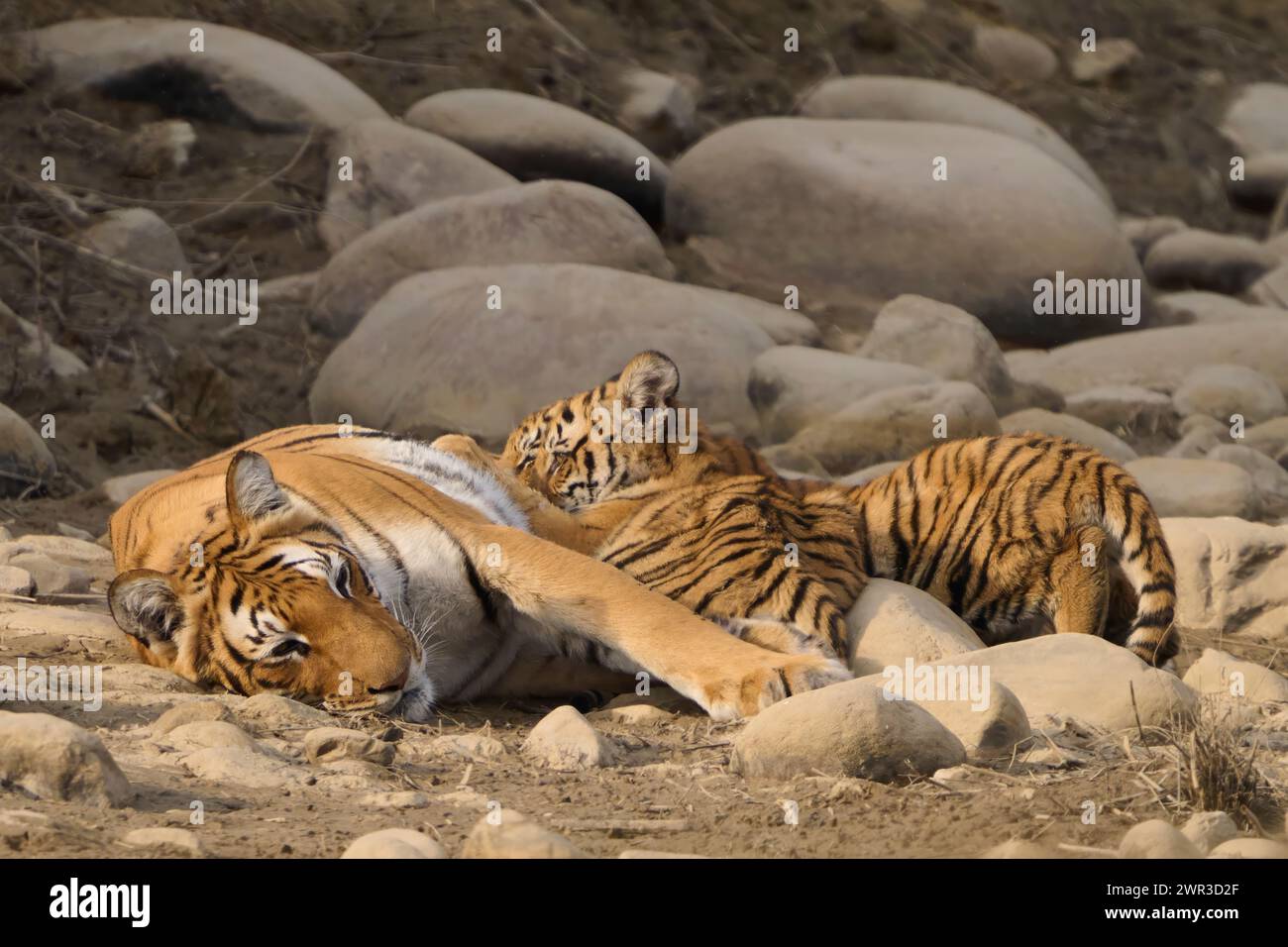 Tiger Tigress Paarwali Nursing Her Cubs Corbett National Park India tiger-tigress-paarwali-nursing-her-cubs-corbett-national-park-india