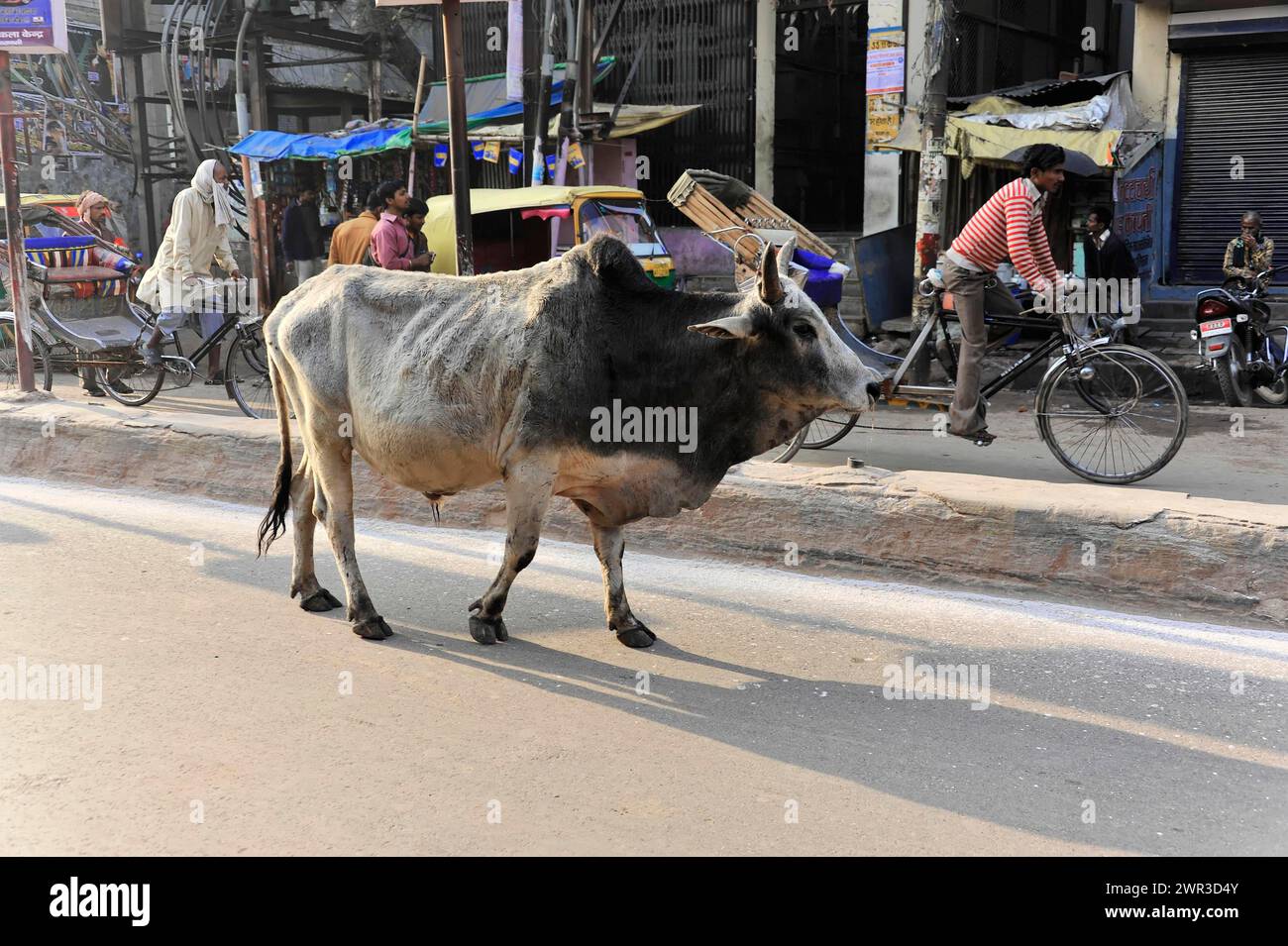 Cow calmly walking along a road next to cyclists and motorised vehicles, Varanasi, Uttar Pradesh, India Stock Photo