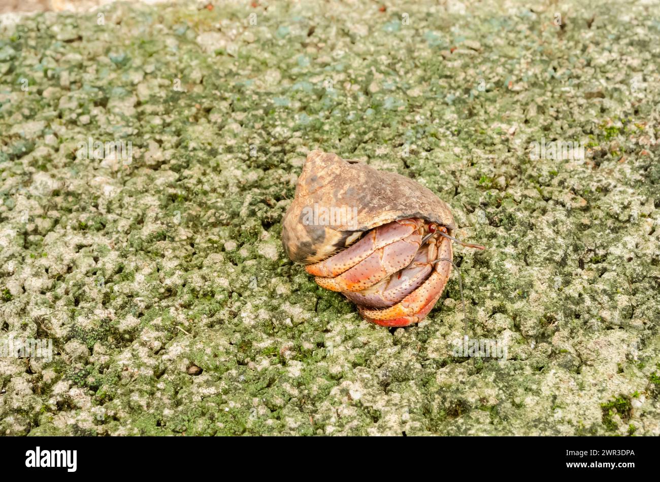 Land Hermit Crab Stock Photo - Alamy