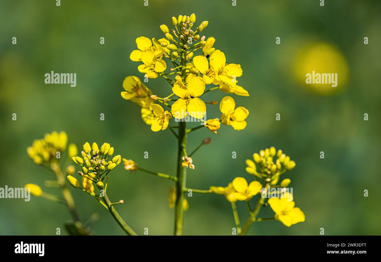 Auf einem Agrarfeld fängt der Raps an gelbe Blüten zu entwickeln. (Wil ZH, Schweiz, 09.04.2023) Stock Photo