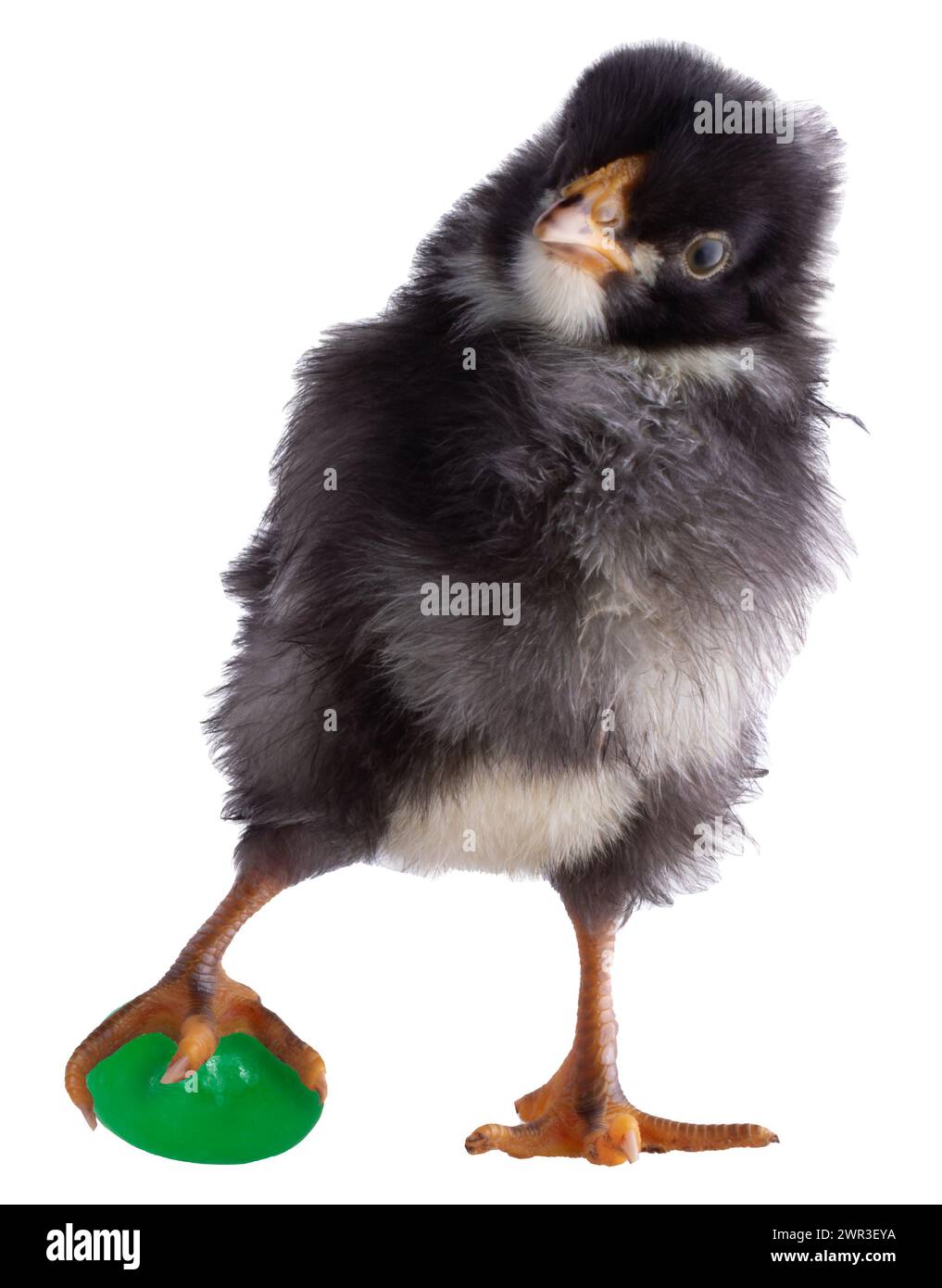 Black and white Dominique chicken chick still clutching the green jelly bean is has stolen from an Easter basket isolated in a studio photo. Stock Photo