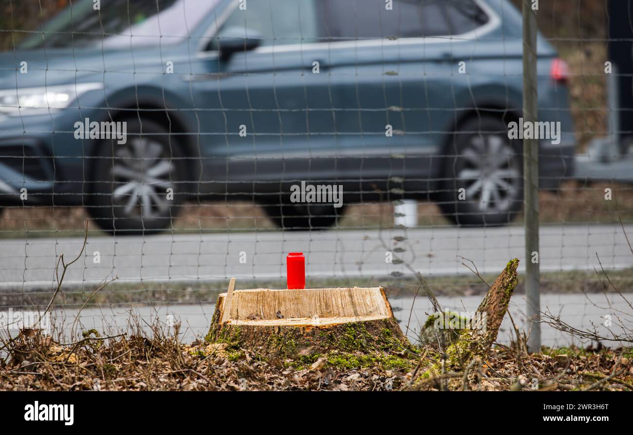 Umweltaktivisten haben nach der Waldrodung im Bülacher Hardwald Grabkerzen aufgestellt. Sie sollen an die gefällten Bäume erinnern. (Bülach, Schweiz, Stock Photo