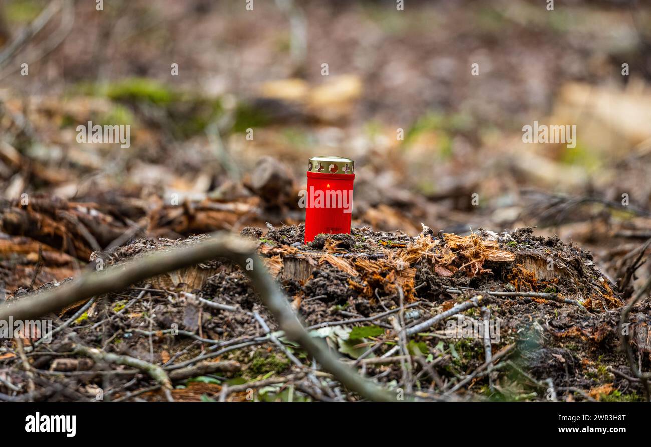 Umweltaktivisten haben nach der Waldrodung im Bülacher Hardwald Grabkerzen aufgestellt. Sie sollen an die gefällten Bäume erinnern. (Bülach, Schweiz, Stock Photo