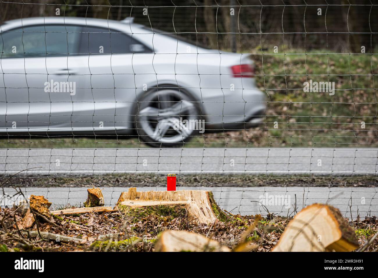 Umweltaktivisten haben nach der Waldrodung im Bülacher Hardwald Grabkerzen aufgestellt. Sie sollen an die gefällten Bäume erinnern. (Bülach, Schweiz, Stock Photo