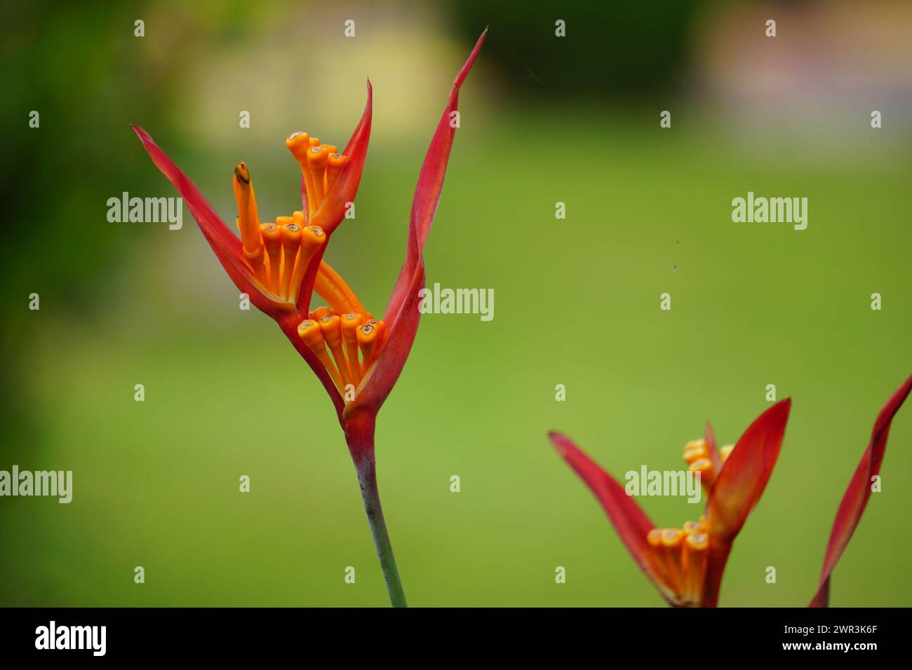 Heliconia (Heliconiaceae, lobster-claws, toucan beak, wild plantains, false bird of paradise) with natural background Stock Photo