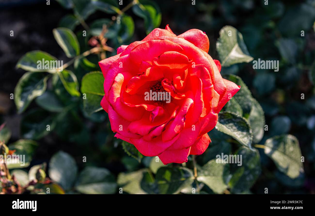 Eine rote Rose blüht im Schaffhauser Rosengarten. (Schaffhausen, Schweiz, 16.06.2023) Stock Photo