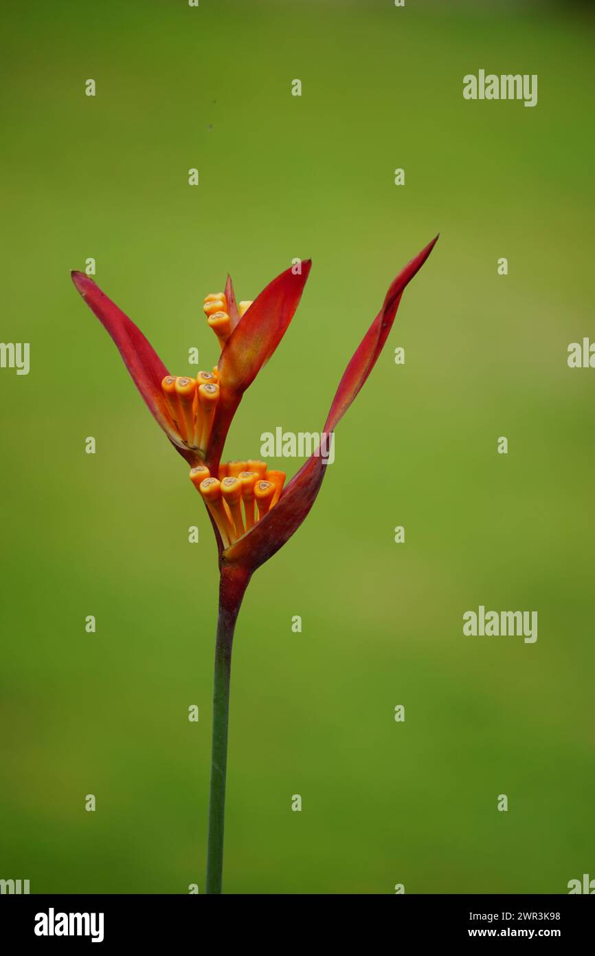 Heliconia (Heliconiaceae, lobster-claws, toucan beak, wild plantains, false bird of paradise) with natural background Stock Photo