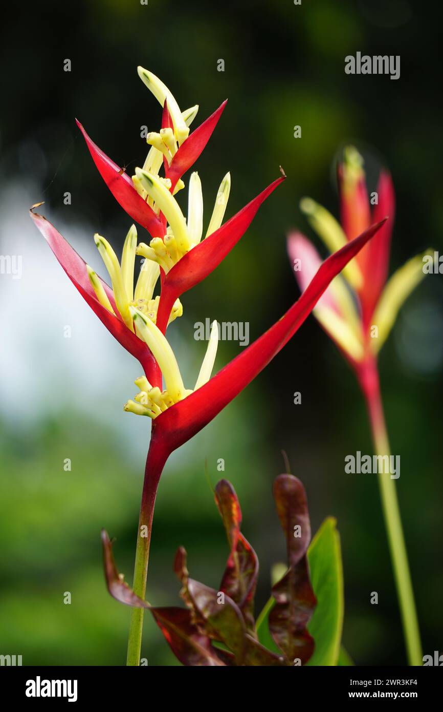 Heliconia (Heliconiaceae, lobster-claws, toucan beak, wild plantains, false bird of paradise) with natural background Stock Photo