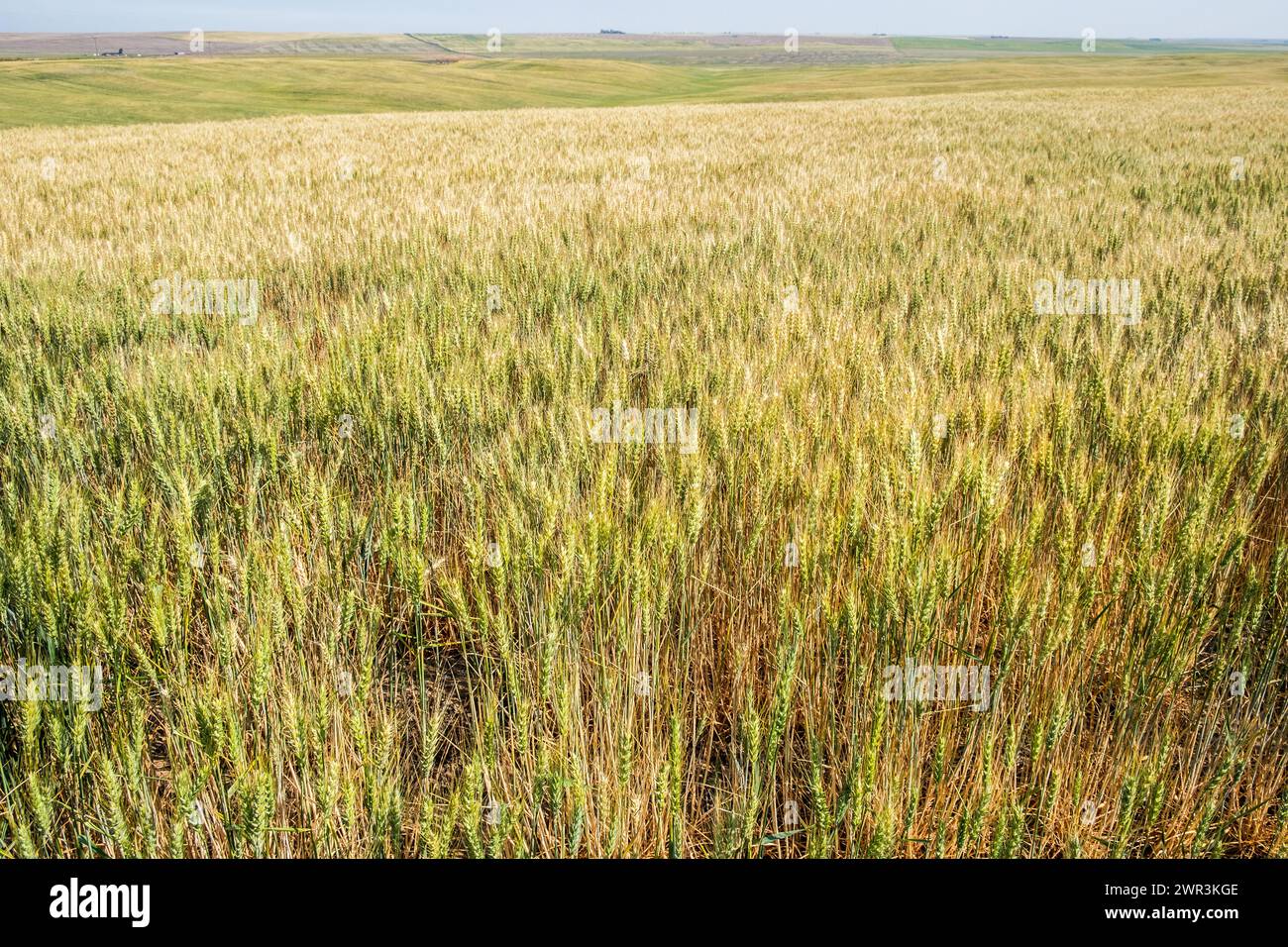 Wheat growing in eastern Washington State in the USA. Stock Photo