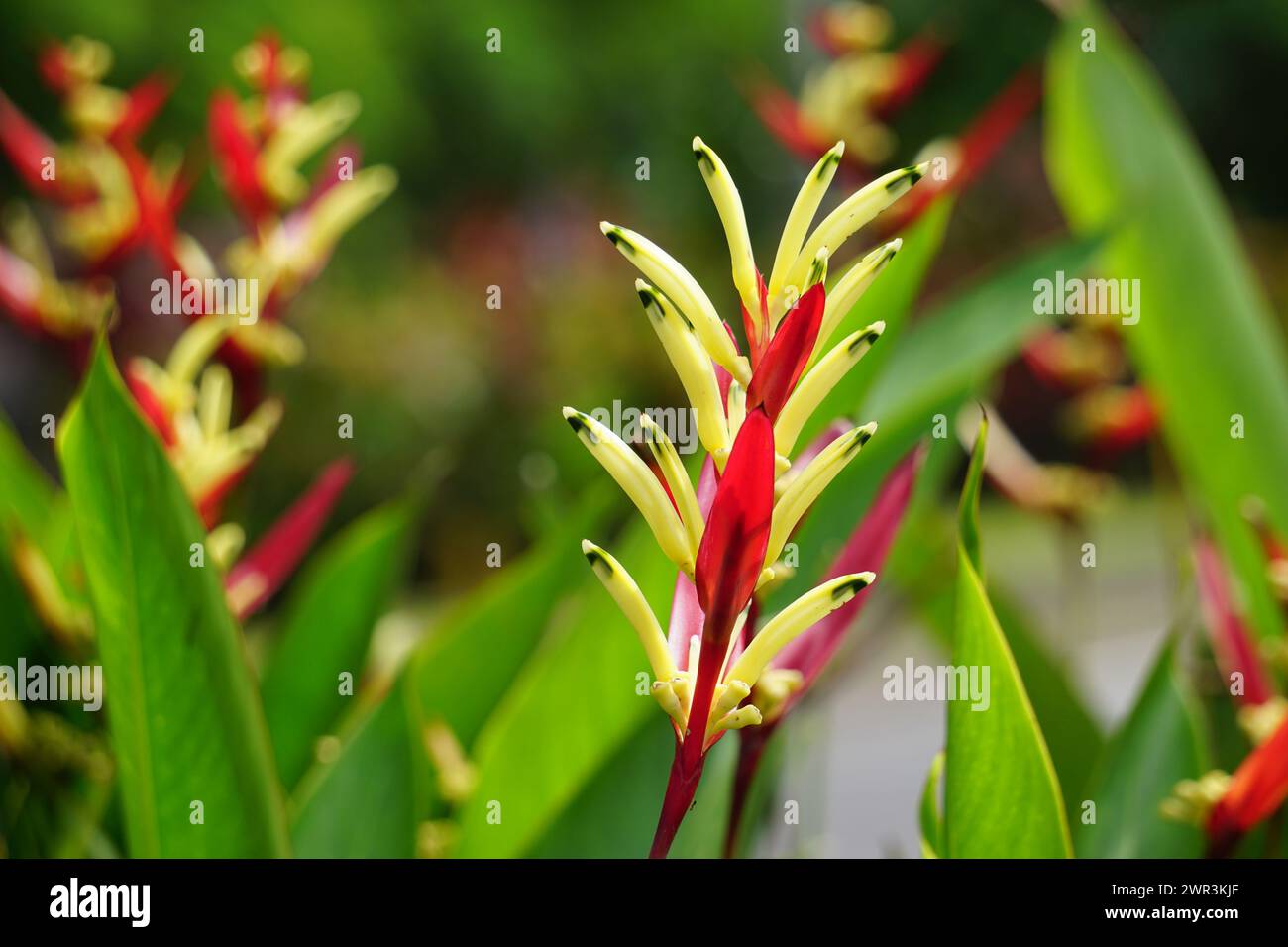 Heliconia (Heliconiaceae, lobster-claws, toucan beak, wild plantains, false bird of paradise) with natural background Stock Photo