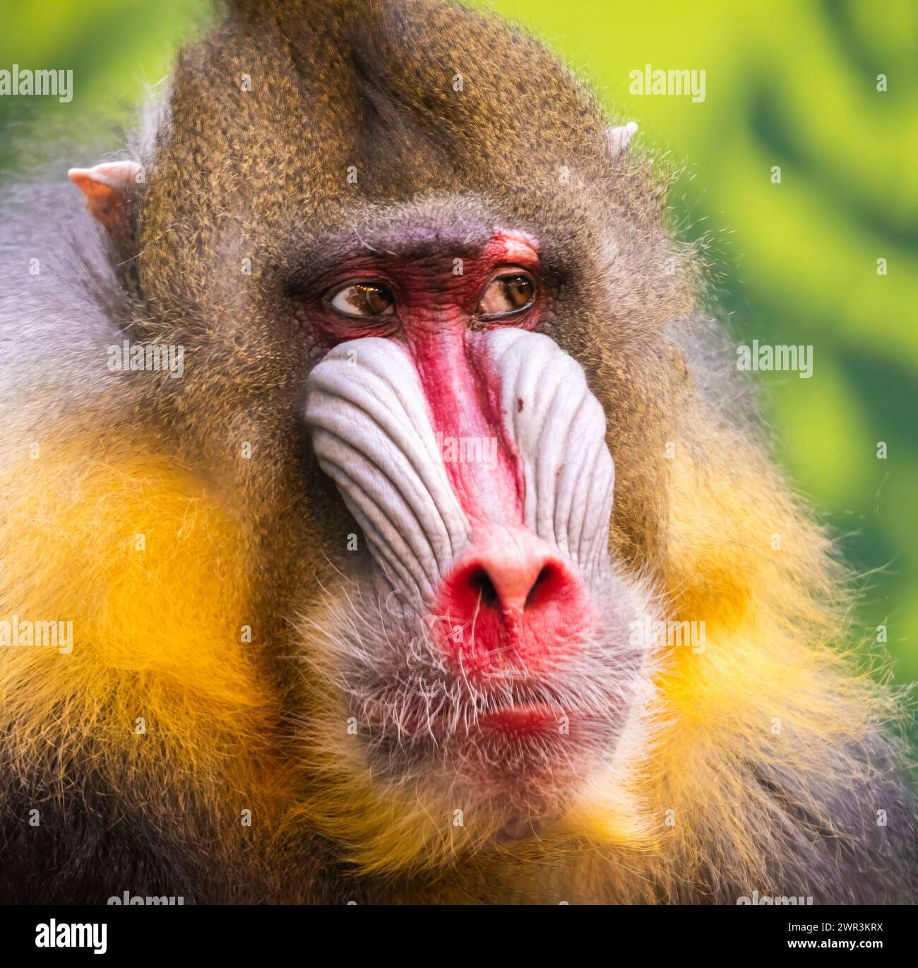 Mandrill endangered species africa hi-res stock photography and images ...