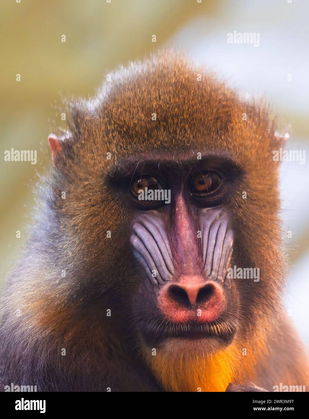 Male mandrill hi-res stock photography and images - Alamy