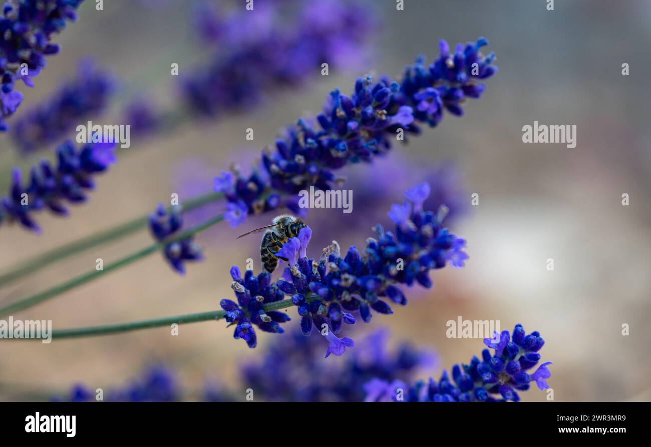 Bienen bei der Arbeit. Sie such bei Lavendel nach Nektar, aus welchem später süsser Honig wird. (Rheinau, Schweiz, 25.06.2023) Stock Photo