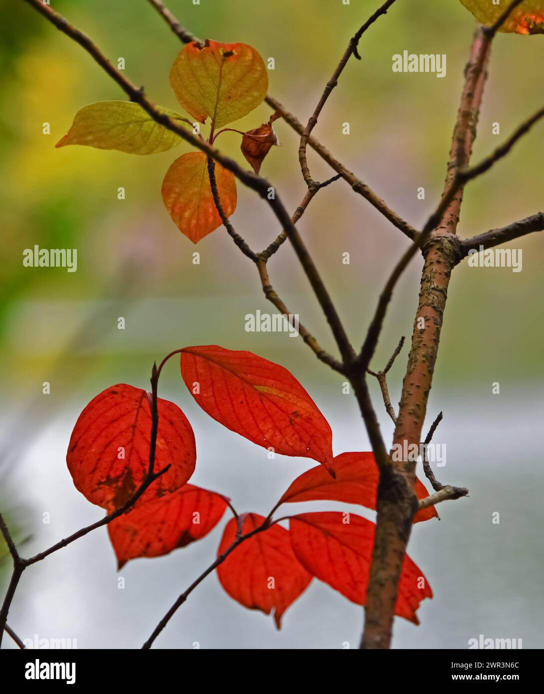 Winter Orange Leaves Stock Photo