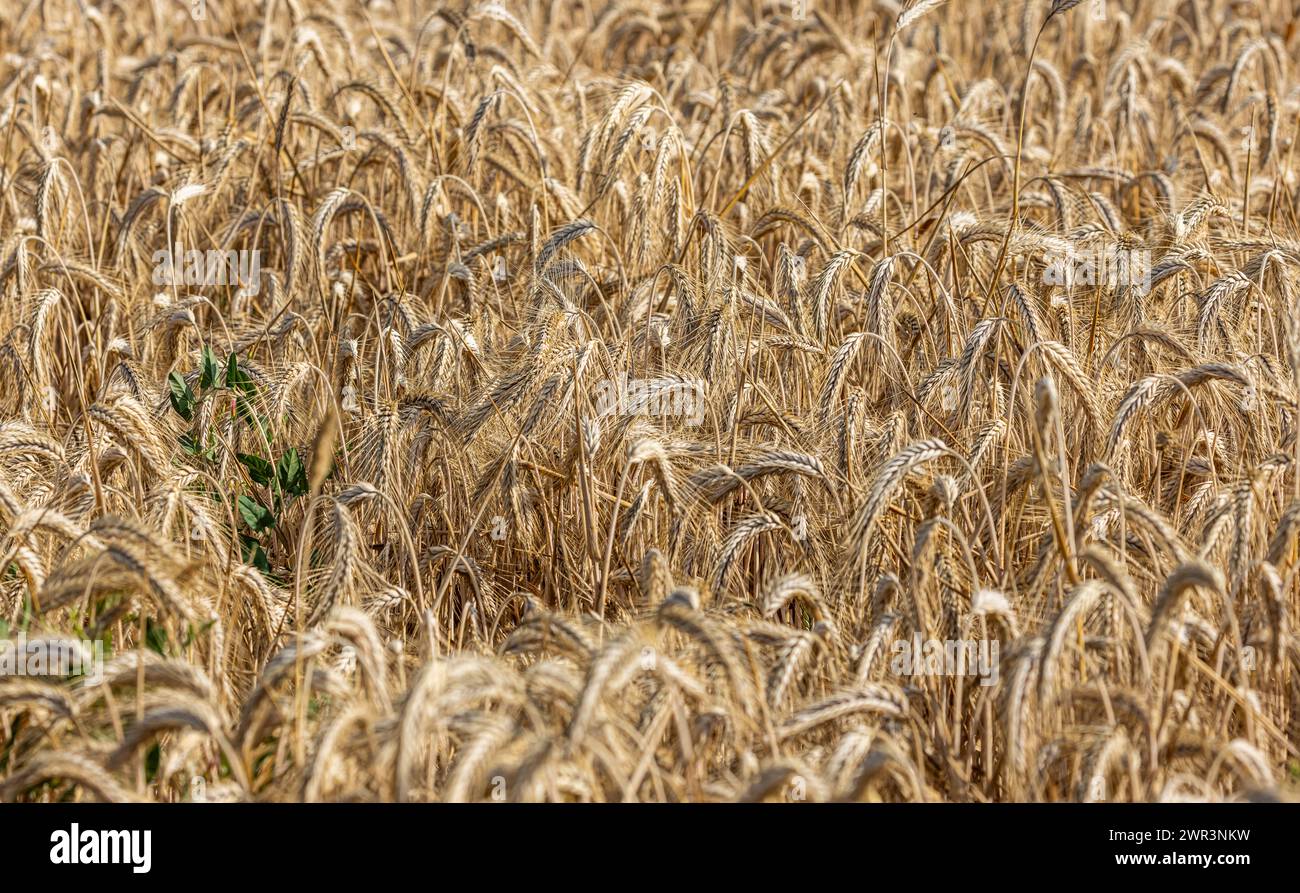 Auf einem Agrarfeld wächst Roggen. Dieser ist Erntereif.  (Flaach, Schweiz, 08.07.2023) Stock Photo