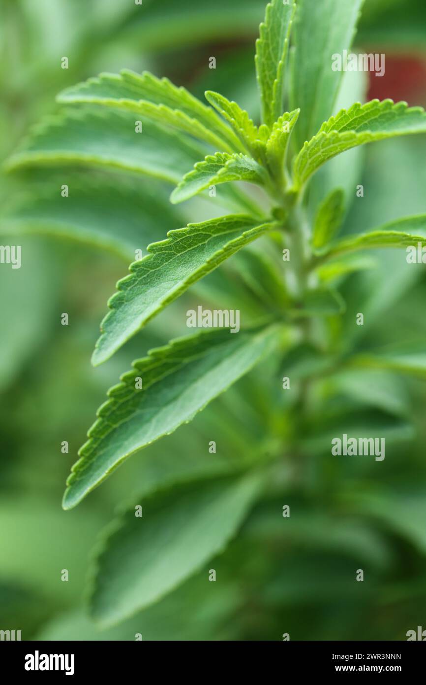 Stevia Cultivation dietary Sweetener Harmless Sweets Diet Healthy Food Stevia Cultivation dietary Sweetener Harmless Sweets Diet Healthy Food