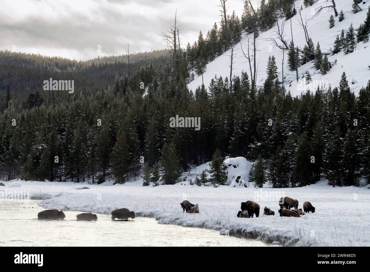 North America; United States; Wyoming; Yellowstone National Park; Madison River; Sub-zero; Wildlife; Mammals; Bison: Bison bison; WInter; Snow Stock Photo