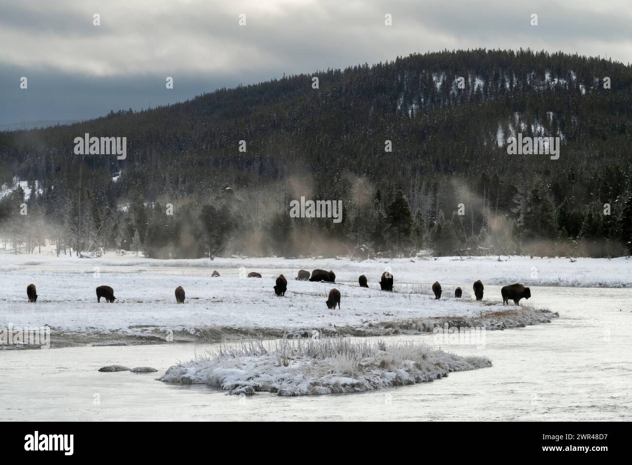 North America; United States; Wyoming; Yellowstone National Park; Madison River; Sub-zero; Wildlife; Mammals; Bison: Bison bison; WInter; Snow Stock Photo