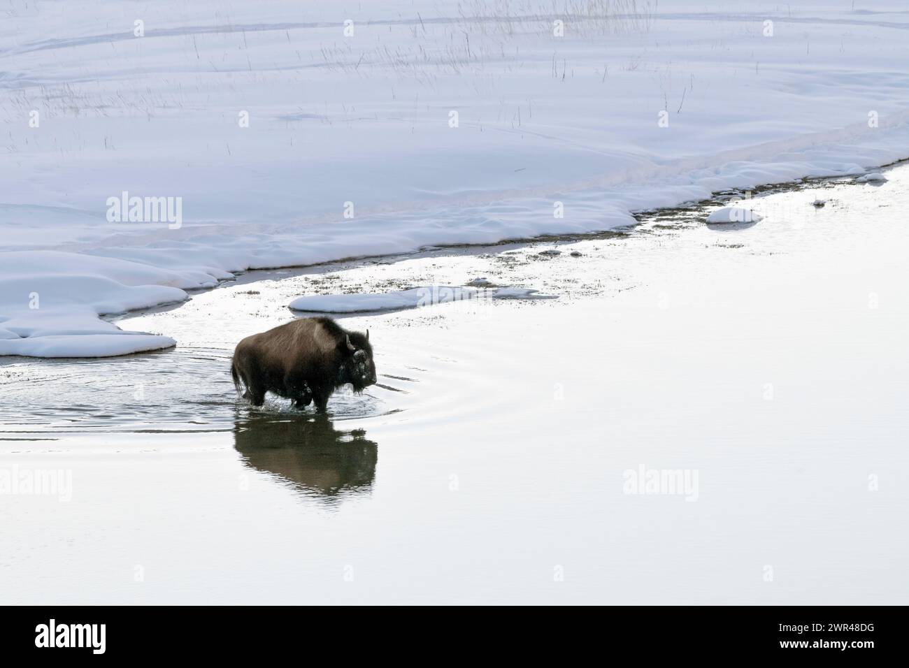 North America; United States; Wyoming; Yellowstone National Park; Maison River; Sub-zero; Wildlife; Mammals; Bison: Bison bison; WInter; Snow Stock Photo